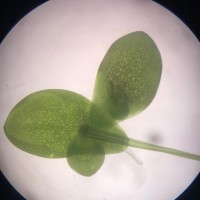 Spirodela punctata (G.Mey.) C.H.Thomps.